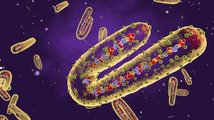 Virus de la fièvre de Marburg vu en coupe. L'agent pathogène de la fièvre hémorragique a été documenté, pour la première fois, en 1967 dans des laboratoires à Marbourg et Francfort en Allemagne, et à Belgrade en Yougoslavie. (ROGER HARRIS/SCIENCE PHOTO LIBRA / RHR)