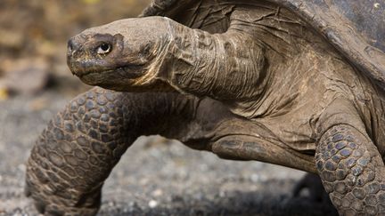 Une tortue des îles Galapagos, en 2009. (MICHEL GUNTHER / BIOSPHOTO / AFP)