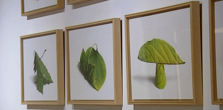 Les miniatures végétales de Bob Verschueren.
 (Capture d&#039;écran France 3 Bourgogne )