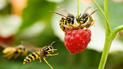 Des abeilles prisent en flagrant d&eacute;lit de gourmandise sur une framboise en Russie, le 24 septembre 2012. (KOZOROG / CATERS NEWS AGENCY / SIPA)