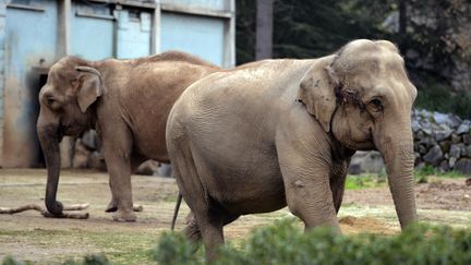 Baby et N&eacute;pal dans leur enclos du parc de la T&ecirc;te d'Or &agrave; Lyon (Rh&ocirc;ne), le 6 janvier 2013. (PHILIPPE DESMAZES / AFP)