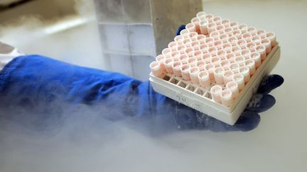 Un employ&eacute; d'une clinique am&eacute;ricaine se saisit de tubes contenant du sang de cordon ombilical, riche en cellules souches, le 6 juin 2013 &agrave; Rochester (Etats-Unis).&nbsp; (RICHARD SENNOTT / SIPA)