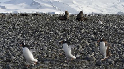 Un sanctuaire marin en Antarctique