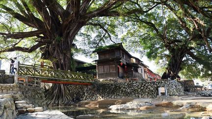 il raconterait la vie dans la province du Fujian, au sud-est de la Chine, depuis 1000 ans. Et il témoignerait sur le legs architectural des générations antérieures: la bâtisse nichée sous sa frondaison. En effet, ces habitations sont spécifiques à cette province. Ces grandes maisons de plain-pied, en argile et bois, s'appellent des tulou. Ces bâtiments d'un seul tenant (en rond, carré, rectangle) sont organisés autour d'une cour centrale, lieu de socialisation. A l'intérieur, les pièces communiquent toutes entre elles et peuvent abriter plusieurs centaines de personnes. Elles sont dotées de murs extérieurs épais protégeant des aléas climatiques. D'autres murs, intérieurs et transversaux, servent de coupe-feu en cas d'incendie. La forme particulière du bâtiment facilite la circulation de l'air. En 2008, 46 tulou ont été inscrits au patrimoine de l'Unesco. (LIN SHANCHUAN / XINHUA)