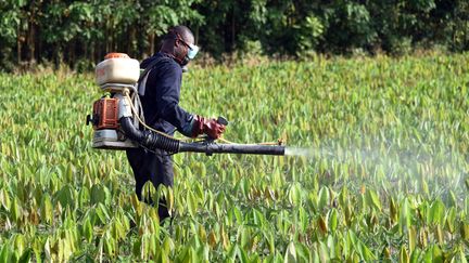 Environnement : ces communes qui ont abandonné les pesticides