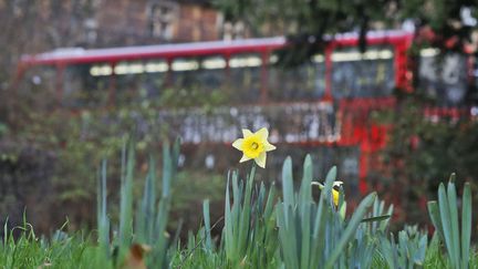 A Londres, les joncquilles apparaissent dans les parcs, comme ici, à Russel Square, alors que les températures atteignent 16°C (plus de 10°C au dessus des normales de saison), le 16 décembre 2015.&nbsp; (FRANK AUGSTEIN/AP/SIPA / AP)