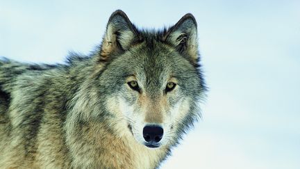 Photographie non datée d'un loup. Environ 360 spécimens vivent aujourd'hui sur le territoire français.&nbsp; (TOM BRAKEFIELD / GETTY IMAGES)