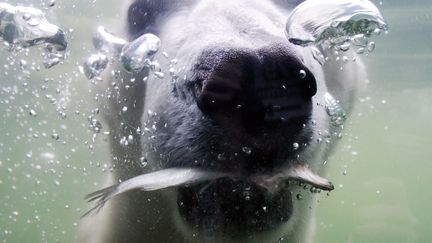 C'est l'heure du d&eacute;jeuner pour cet ours polaire du zoo de Hambourg (Allemagne), le 5 juillet 2012. ( ANGELIKA WARMUTH / EPA / MAXPPP)