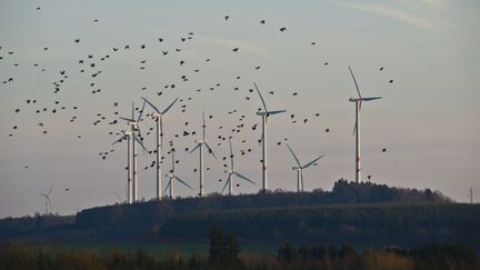 Des oiseaux volant autour d'éoliennes (JEAN-LUC FLEMAL / MAXPPP)