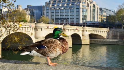 Un colvert profite des mesures de confinement à Paris pour se poser au bord de la Seine, le 10 avril 2020. (ANTOINE LORGNIER / ONLY FRANCE)