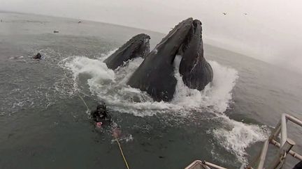 Des plongeurs manquent de se faire avaler par des baleines au large de Morro Bay (Californie, Etats-Unis), le 22 juillet 2013. (CATERS NEWS AGENCY / SIPA)