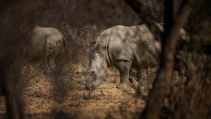 Loubser et ses passagers partent vers la brousse en suivant les traces des rhinocéros et les excréments des éléphants.&nbsp; &nbsp; (MICHELE SPATARI / AFP)