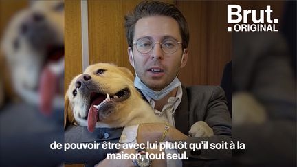 VIDEO. Et si nos chiens pouvaient venir au travail plutôt que de rester seuls à la maison ? (BRUT)