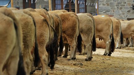 Enferm&eacute;s dans un "endroit probablement insuffisamment a&eacute;r&eacute;", les ruminants ont produit du m&eacute;thane qui s'est enflamm&eacute;, a rapport&eacute; mardi 28 janvier 2014 un porte-parole de la police allemande. (ONLY FRANCE / AFP)