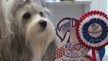 Âgée de seulement deux ans et demi, Pipa est déjà une star mondiale, une reine de beauté. (CAPTURE D'ÉCRAN FRANCE 3)