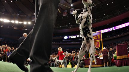 Cette ann&eacute;e, plus de 2 000 chiens de 185 races diff&eacute;rentes &eacute;taient en comp&eacute;tition. (MIKE SEGAR / REUTERS)