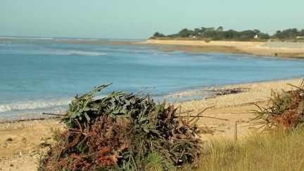 Des centaines de sapin de Noël affluent sur l’île de Ré, où ils sont utilisés pour renforcer les dunes de sable.&nbsp;Les enfants sont mis à contribution au côté de Philippe, qui est en charge de l'opération. (FRANCE 2)