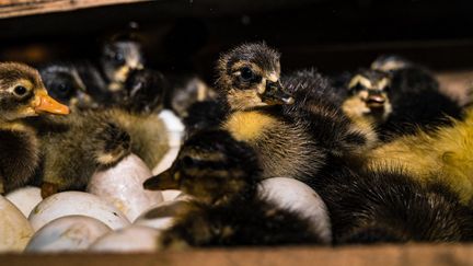 Un poussin nouvellement éclos émerge d'une machine d'incubation d'œufs dans une ferme à Hanspukuria, au Bengale-Occidental, en Inde, le 14 octobre 2024. (SOUMYABRATA ROY / NURPHOTO / AFP)