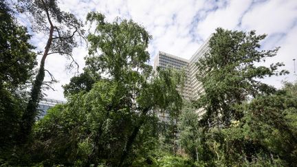 Le jardin forêt de la Bibliothèque Nationale de France (BNF), à Paris. (LUC NOBOUT / MAXPPP)