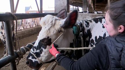 Le Salon de l'Agriculture se tiendra du 26 février au 6 mars 2022 à la Porte de Versailles à Paris.&nbsp;Un rendez-vous auquel participent des élèves du lycée agricole d'Yvetot en Seine-Maritime.&nbsp;Depuis des mois, ils préparent ainsi l'une des vaches normandes qui sera présente au Salon. (FRANCE 3)