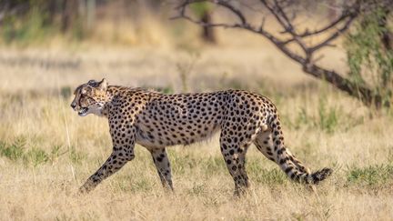 Un guépard (Acinonyx jubatus) dans une réserve de la région Otjiwarongo (Namibie), en octobre 2021. (BRUSINI AURELIEN / HEMIS.FR / AFP)