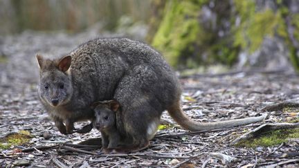 Un&nbsp;wallaby, le 20 août 2015. (Photo d'illustration) (MAXPPP)