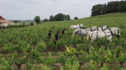 Agriculture : le cheval de trait creuse son sillon dans les vignes