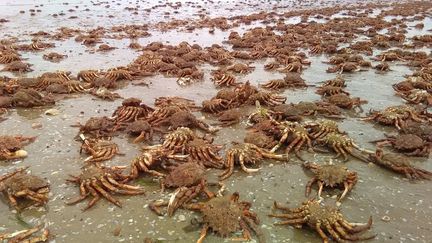 Côtes-d'Armor : des milliers d'araignées de mer s'échouent sur une plage