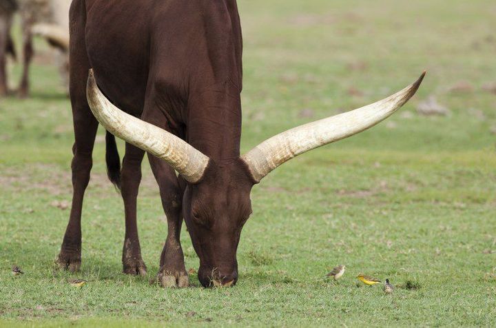 Une vache à longues cornes de race Ankolé, très prisée dans la région des Grands Lacs (Photo AFP/Richard Du Toit)