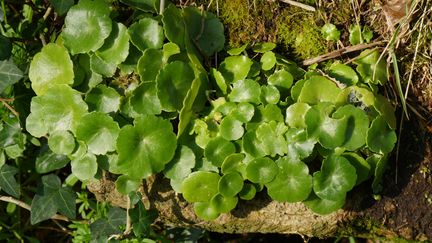 Le nombril-de-Vénus (Umbilicus rupestris) se récolte en forêt. Ses feuilles épaisses peuvent remplacer le pain des toasts.&nbsp; (ISABELLE MORAND / RADIO FRANCE / FRANCE INFO)