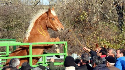 Un cheval de trait à Gabriac, dans l'Aveyron, le 23 novembre 2017. (Photo d'illustration) (MAXPPP)