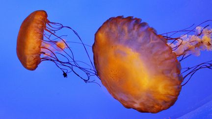 Corse : les méduses envahissent les plages