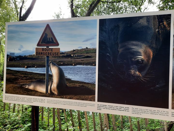 Une des phots de Mélanie Wenger : un éléphant de mer sous un panneau avertissant du danger qu'il représente sur la route - Août 2022 (ANNE CHEPEAU / FRANCEINFO / RADIO FRANCE)