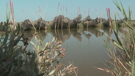 Hérault : l'étang de l'Or, un réservoir de biodiversité à la beauté fragile (France 3)