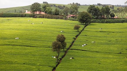 Quatrième producteur mondial après la Chine, l'Inde et le Sri Lanka, le Kenya est aujourd’hui le premier exportateur de thé. Ce produit représente la seconde source de devises du pays, après l'horticulture. Mais ces dernières années, trois de ses principaux marchés (Soudan, Egypte, Royaume-Uni) qui absorbent 70% de sa production avec le Pakistan, ont connu une forte dépréciation de leur monnaie, pendant que d'autres importateurs, comme l'Iran, le Soudan et le Yémen, ont rencontré des problèmes de solvabilité. Lerionka Tiampati, le directeur général de la KTDA, déclare à l’AFP&nbsp;: "Quand vous ne pouvez pas contrôler le prix, il n'y a pas grand-chose que vous puissiez faire. Ce que nous essayons, c'est de diversifier le produit."&nbsp; &nbsp; &nbsp; (REUTERS / BAZ RATNER)