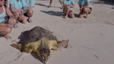 Monde : tortue rescapée aux États-Unis, astéroïde à Berlin, mariage givré en Laponie… L’actualité de la semaine en images (France 2)