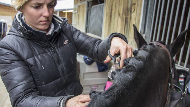 La mise en beauté du cheval est un élément crucial de la préparation. (Eléonore Vanel)