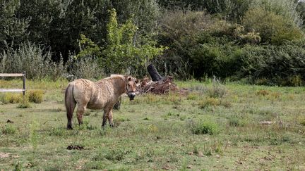 Ce cheval a eu une oreille sectionnée à&nbsp;Puyvert en Vaucluse. (HIELY CYRIL / MAXPPP)