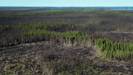 18 millions d'hectares de forêts ont été ravagés par les flammes cet été au Canada. Reportage dans la province de Québec, l'une des régions les plus touchées par les feux de forêt. (France 2)