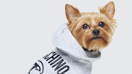 Moschino h&m dog hotsell