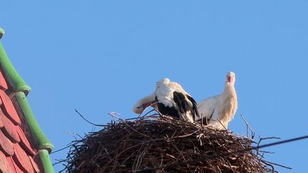 Alsace : les cigognes sont de retour, avec un peu d'avance