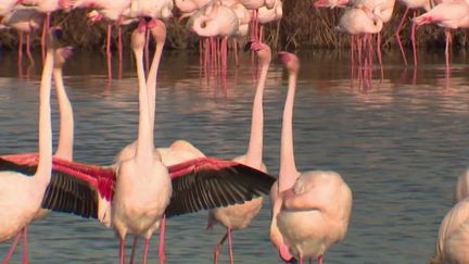 En Camargue, découvrez la parade nuptiale des flamants roses. Ces oiseaux tentent de se séduire et pour cela, ils sont aidés par la coloration de leurs plumes, un rose particulièrement vif. (France 2)