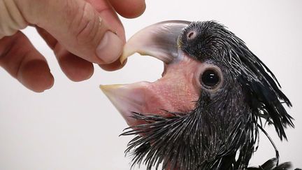 Un b&eacute;b&eacute; cacato&egrave;s noir est pr&eacute;sent&eacute; au zoo de Prague (R&eacute;publique tch&egrave;que), le 5 d&eacute;cembre 2013. (PETR DAVID JOSEK / AP / SIPA)