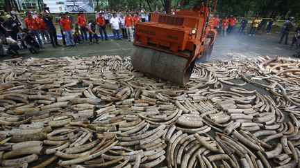 Un rouleau compresseur d&eacute;truit des d&eacute;fenses d'&eacute;l&eacute;phant de contrebande pr&egrave;s de Manille (Philippines), le 21 juin 2013. (ERIK DE CASTRO / REUTERS)