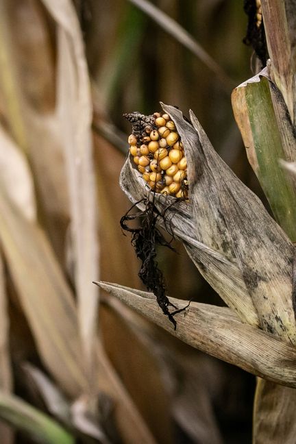 Un plant de maïs noirci dans un champ de Saint-Martin-du-Vivier, près de Rouen, le 30 septembre. (LOU BENOIST / AFP)