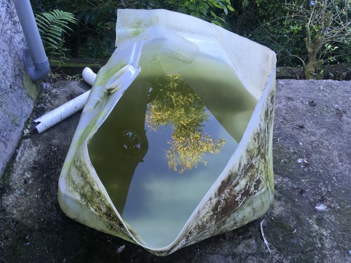 Pendant des années, Betty a fait des aller retour dans son jardin pour récupérer l’eau de pluie stockée dans ces bacs : pour la douche, les toilettes, la vaiselle. (FARIDA NOUAR / RADIO FRANCE)