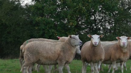 Élodie Crossuard est éleveuse de moutons en Loire-Atlantique. Le département est frappé d'une recrudescence de vols de bétail. Elle a déjà subi 11 cambriolages.