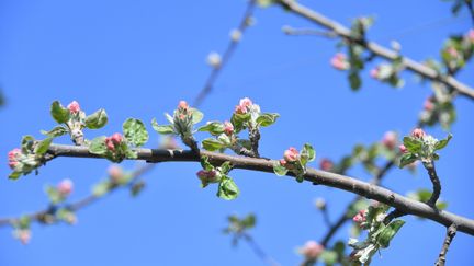 Le gel s'est attaqué aux arbres fruitiers, le 4 avril 2022 à Maclas (Rhône-Alpes). Photo d'illustration. (CHARLY JURINE PRO / MAXPPP)