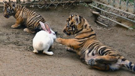 Deux jeunes tiges &acirc;g&eacute;s de deux mois jouent avec un lapin introduit dans leur enclos dans le parc de Qingdao (Chine), le 10 septembre 2013. Cette exp&eacute;rience a pour but de tester l'instinct des animaux. (REUTERS)