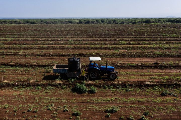 tracteur et irrigation sur&nbsp; plus de 70 hectares de plans d'avocats. La ferme du groupe KiliAvo Fresh, protégée par des clôtures électriques, menace le déplacement des éléphants. (- / AFP)